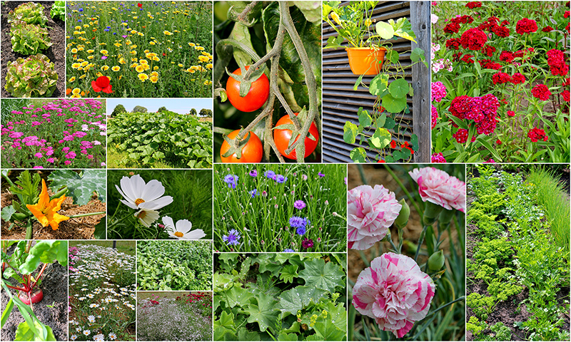 Gemüse, Kräuter, Blumen - Impressionen von Blume & Co.